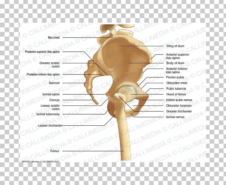 Pelvis Human Skeleton Human Anatomy Bone PNG, Clipart, Acetabulum, Anatomy, Angle, Anterior Superior Iliac Spine, Arm Free PNG Download