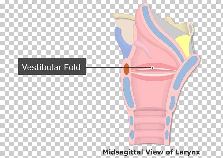 Vestibular Fold Vocal Folds Larynx Arytenoid Cartilage PNG, Clipart, Anatomy, Arm, Arytenoid Cartilage, Cord, Epiglottis Free PNG Download