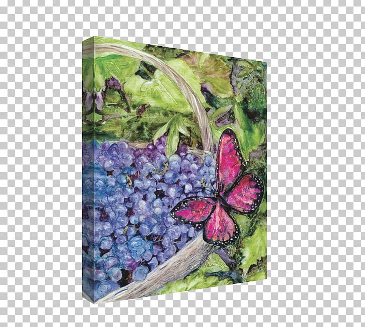 Lilac Canvas Grape Rainbow Card Company Inch PNG, Clipart, Butterfly, Canvas, Flower, Flowering Plant, Grape Free PNG Download