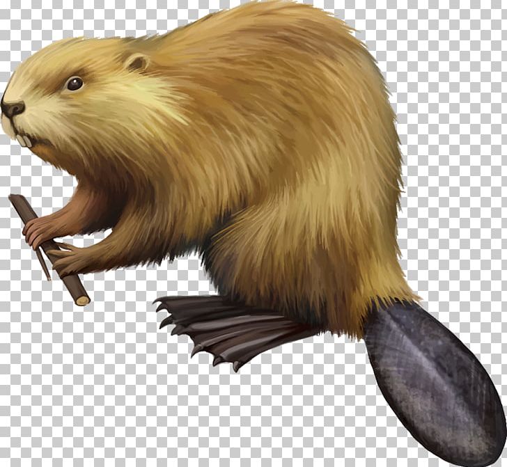 American Beaver Drawing PNG, Clipart, Beaver, Carnivoran, Drawing, Fauna, Illustrator Free PNG Download