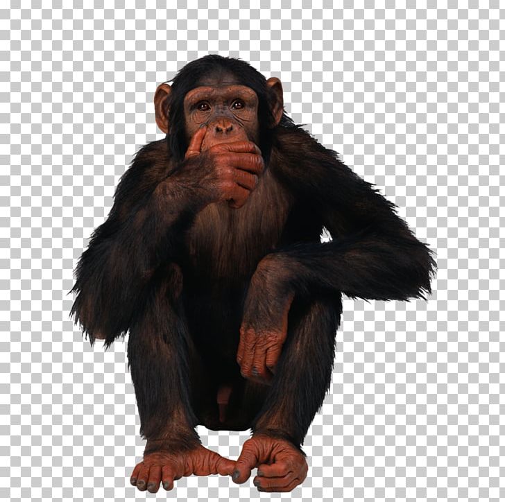 Common Chimpanzee Ape Monkey PNG, Clipart, Animals, Ape, Chimpanzee, Common Chimpanzee, Computer Icons Free PNG Download