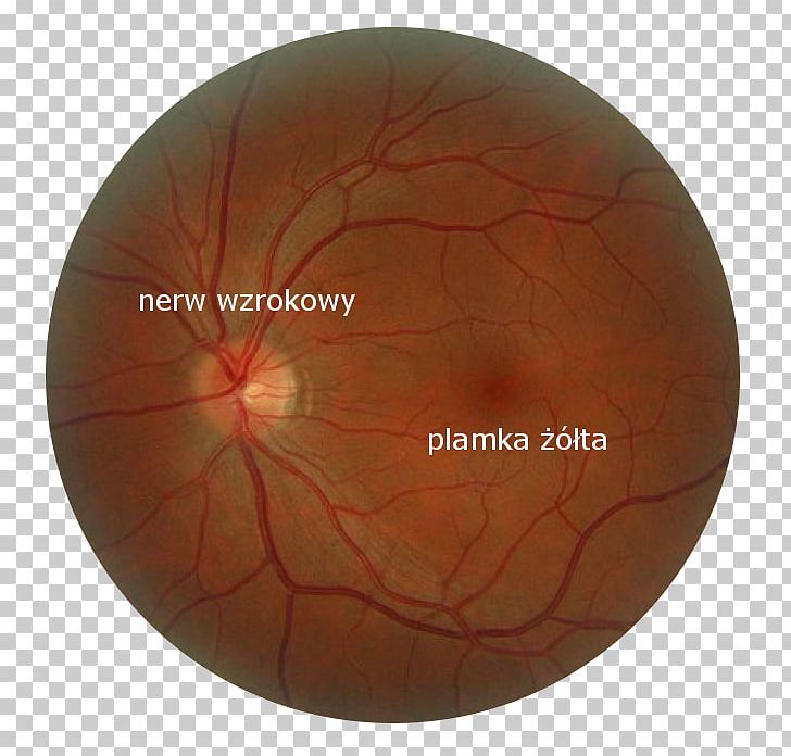 Macula Of Retina Eye Cone Cell Rod Cell PNG, Clipart, Blood Vessel, Cell, Circle, Cone Cell, Degeneration Free PNG Download