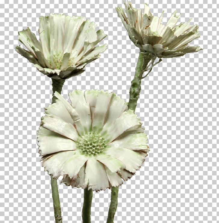Sugarbushes Cut Flowers Protea Compacta Trockenblume PNG, Clipart, Cone Cell, Cut Flowers, Flower, Flowering Plant, Germany Free PNG Download