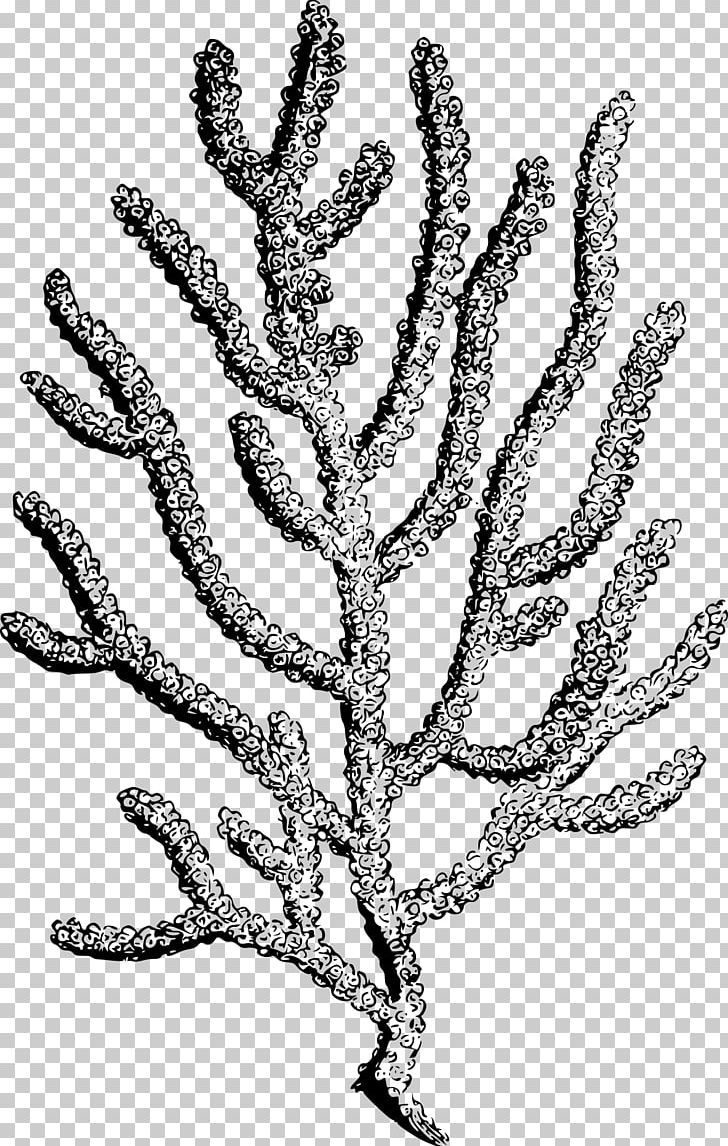 Coral Reef PNG, Clipart, Alcyonacea, Anthozoa, Black And White, Black Coral, Branch Free PNG Download
