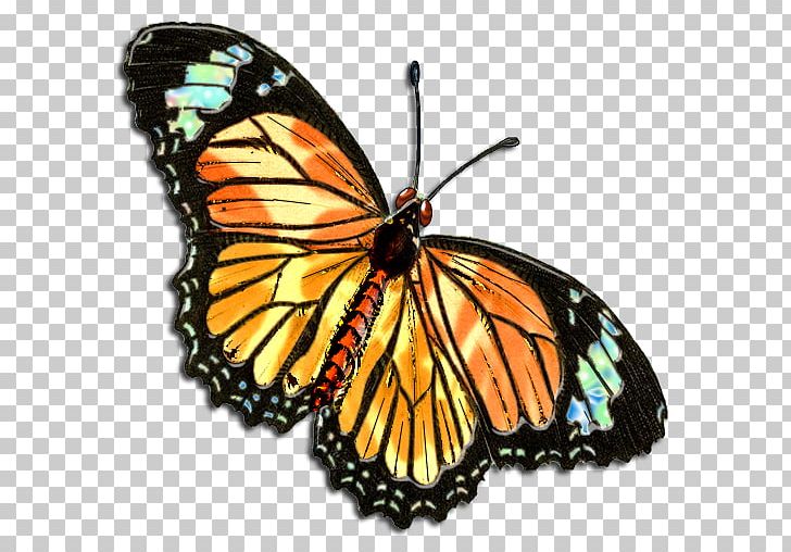 Full-Color Decorative Butterfly Illustrations Love In The Name Of Christ (Love INC) Of Greater Hillsboro Drawing PNG, Clipart, Arthropod, Brush Footed Butterfly, Butterfly, Color, Decorative Free PNG Download
