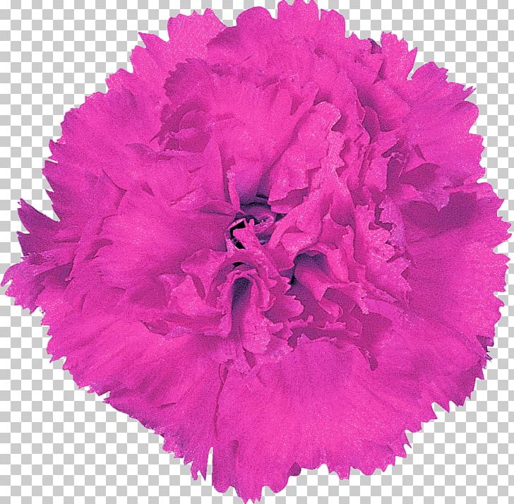 Paper Pom-pom Gift .be .de PNG, Clipart, Beslistnl, Carnation, Clothing Accessories, Confetti, Cut Flowers Free PNG Download
