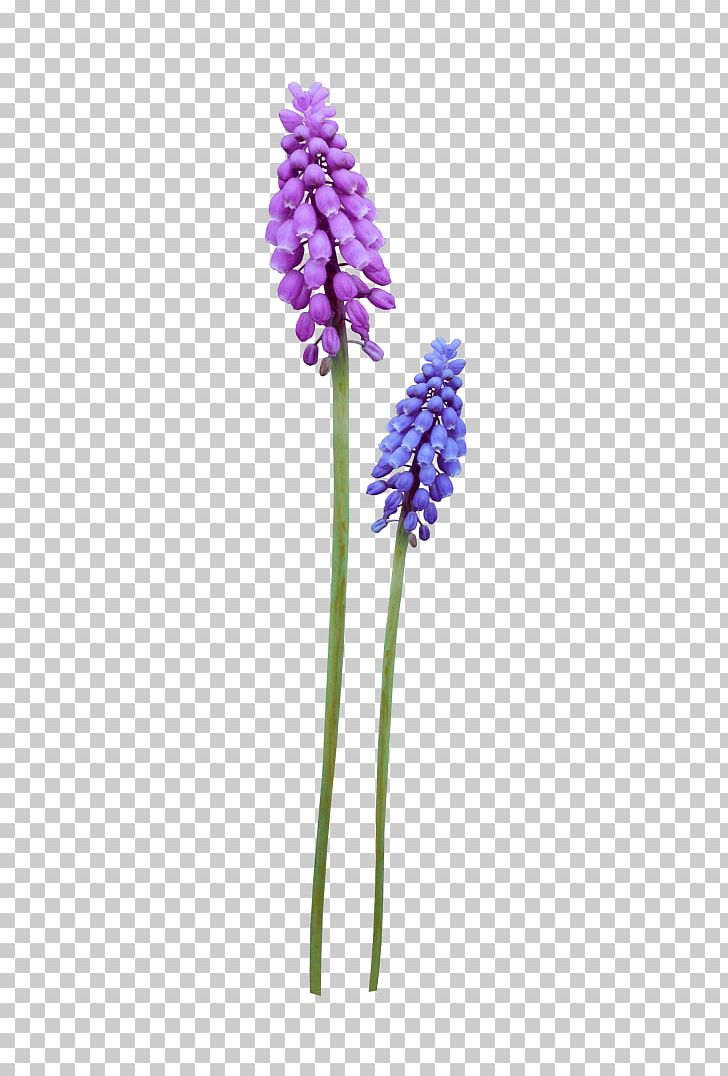 Portable Network Graphics Wildflower Computer File Adobe Photoshop PNG, Clipart, Download, Encapsulated Postscript, English Lavender, Flower, Flowering Plant Free PNG Download