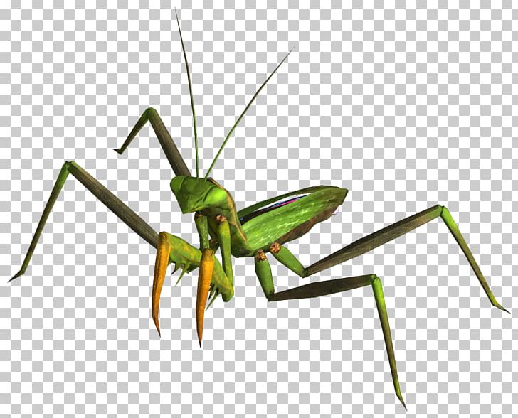 Fallout: New Vegas Fallout 2 Wasteland Insect PNG, Clipart, Arthropod, Bethesda Softworks, Cricket, Cricket Like Insect, European Mantis Free PNG Download