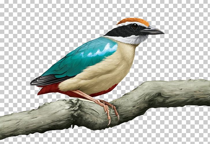 Bird Hyperrealism Fairy Pitta Drawing PNG, Clipart, Animal, Art, Beak, Bird, Birds Free PNG Download