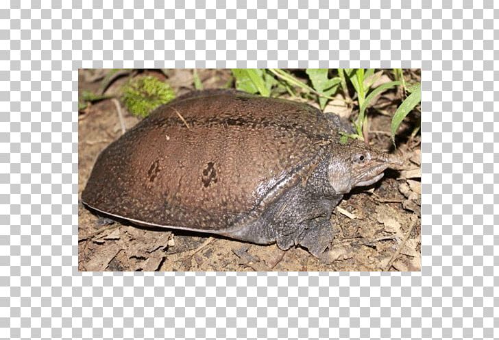 Box Turtles Malayan Softshell Turtle Reptile Red-eared Slider PNG, Clipart, Animal, Animals, Box Turtle, Box Turtles, Chinese Softshell Turtle Free PNG Download
