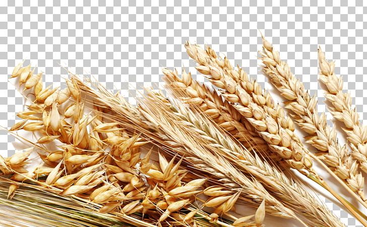 Cereal Whole Grain Rice Harvest PNG, Clipart, Avena, Bran, Cereal Germ, Commodity, Dinkel Wheat Free PNG Download