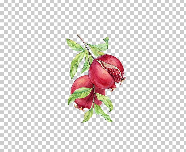 Pomegranate Painting PNG, Clipart, Branch, Branches, Drawing, Encapsulated Postscript, Figure Painting Free PNG Download