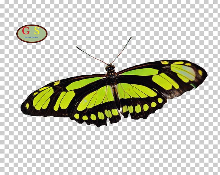 Monarch Butterfly Pieridae Moth Brush-footed Butterflies PNG, Clipart, Arthropod, Brush Footed Butterfly, Butterfly, Insect, Insects Free PNG Download
