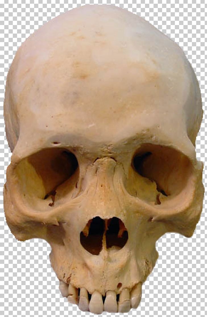 Skull Skeleton PNG, Clipart, Bone, Display Resolution, Fantasy, Head, Human Anatomy Free PNG Download