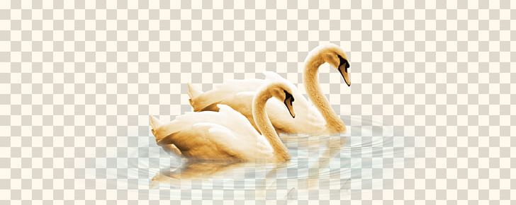 Swan Duck Goose Water Bird PNG, Clipart, Anatidae, Animals, Anser, Beak, Cartoon Goose Free PNG Download
