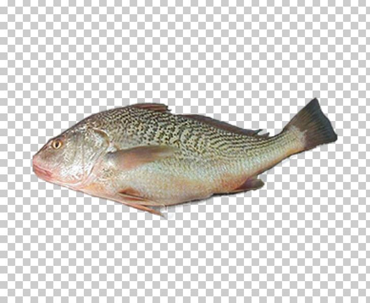 Tilapia Fish Products Northern Red Snapper PNG, Clipart, Animals, Animal Source Foods, Barramundi, Bass, Bony Fish Free PNG Download