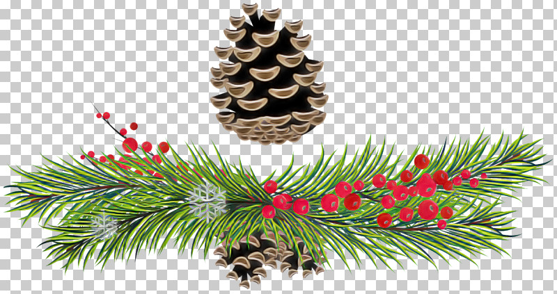 Christmas Tree PNG, Clipart, American Larch, American Pitch Pine, Balsam Fir, Branch, Canadian Fir Free PNG Download