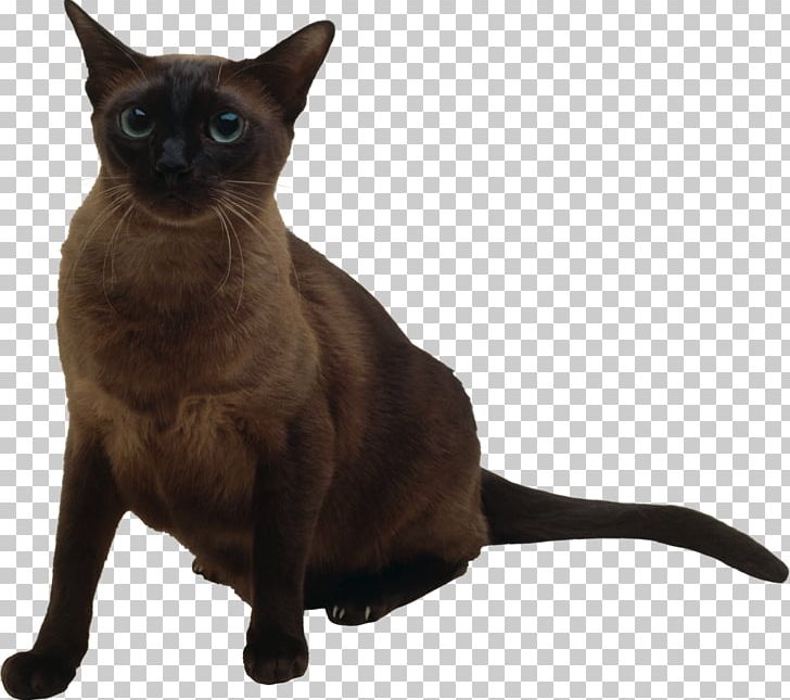 Cats PNG, Clipart, Cats Free PNG Download