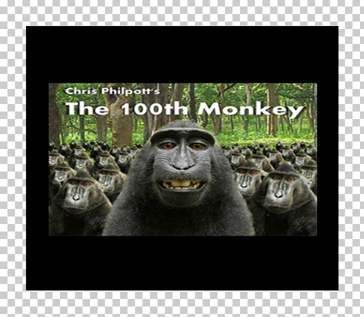 Gorilla Reflecting On Reflexivity: The Human Condition As An Ontological Surprise Hundredth Monkey Effect Hardcover PNG, Clipart, Animals, Ape, David Slater, Dvd, Fauna Free PNG Download