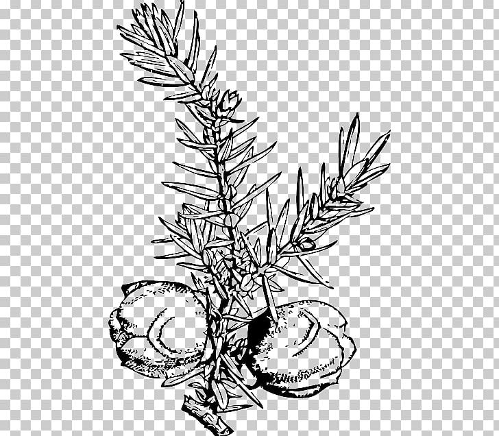 Juniper Berry PNG, Clipart, Artwork, Berry, Black And White, Blueberry, Branch Free PNG Download