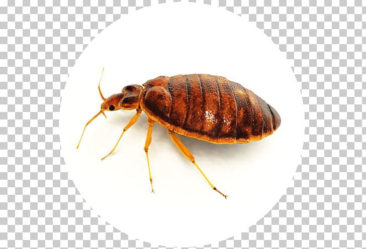 Mosquito Insect Bed Bug Bite Pest Control PNG, Clipart, Arthropod, Bed, Bedbug, Bed Bug, Bed Bug Bite Free PNG Download