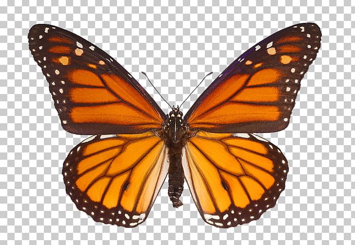 The Monarch Butterfly Milkweed Butterflies PNG, Clipart, Animal Migration, Arthropod, Brush Footed Butterfly, Butterflies And Moths, Butterfly Free PNG Download