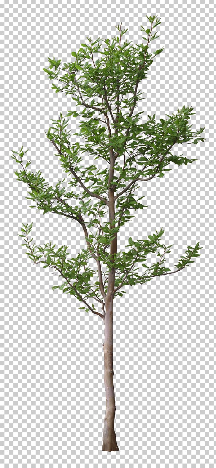 Tree Leaf Branch PNG, Clipart, 3d Computer Graphics, Branch, Download, Flowerpot, Houseplant Free PNG Download