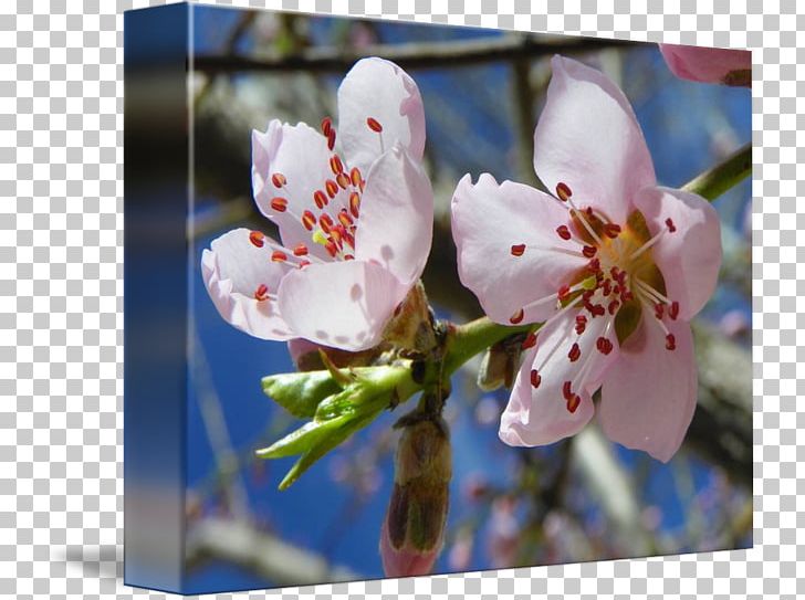 Cherry Blossom Flower Spring Petal PNG, Clipart, Art, Blossom, Branch, Canvas, Cherry Free PNG Download