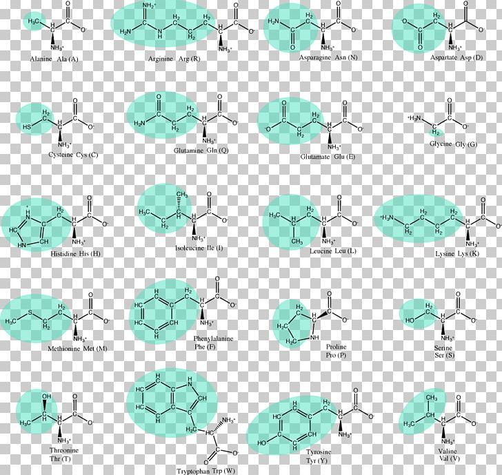 Essential Amino Acid Amine Side Chain PNG, Clipart, Acid, Acid Catalysis, Amine, Amino Acid, Amphoterism Free PNG Download