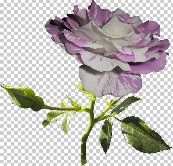 Garden Roses Still Life: Pink Roses Cut Flowers Lilac PNG, Clipart, Annual Plant, Blue Rose, Centifolia Roses, Floribunda, Flower Free PNG Download