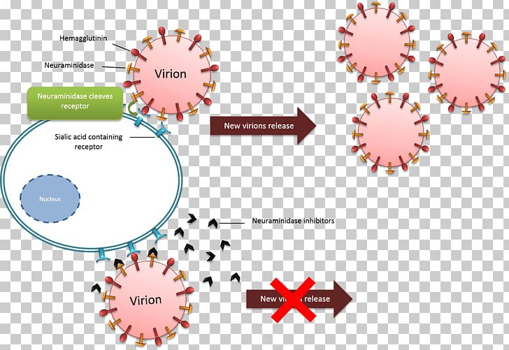 Neuraminidase Inhibitor Influenza Oseltamivir Virus PNG, Clipart, Action, Avian Influenza, Brand, Circle, Diagram Free PNG Download