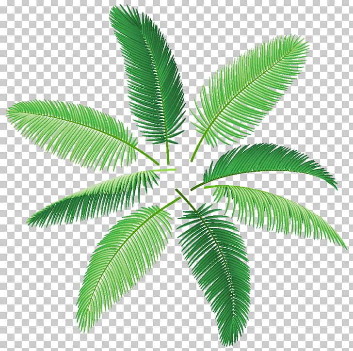 Arecaceae Palm Branch Photography PNG, Clipart, Banana Leaf, Encapsulated Postscript, Grass, Green, Green Leaf Free PNG Download
