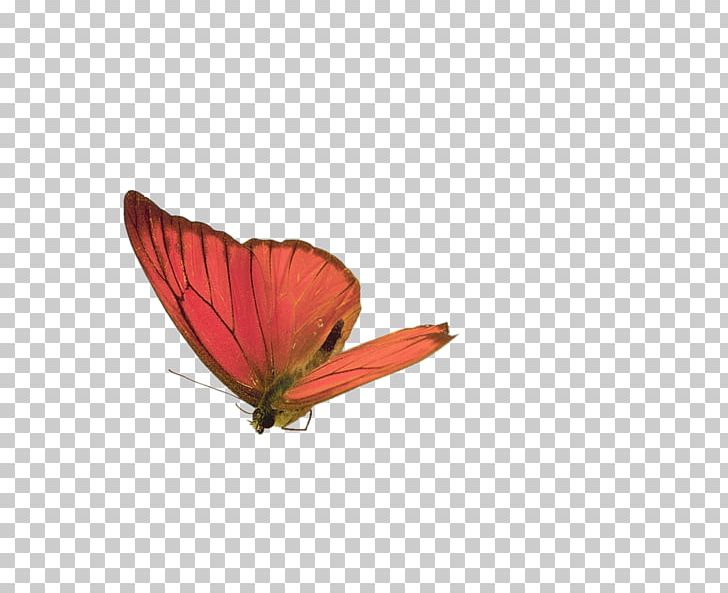 Papillon Dog Butterfly PNG