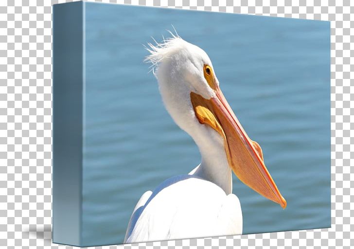 Pelican Products Beak Feather PNG, Clipart, Animals, Beak, Bird, Feather, Pelecaniformes Free PNG Download