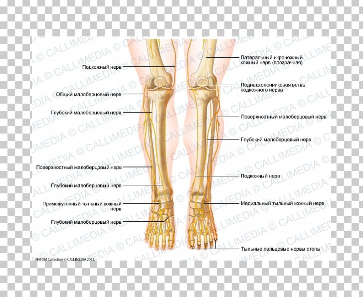 Thumb Nerve Muscle Knee Foot PNG, Clipart, Abdomen, Angle, Arm, Blood Vessel, Bone Free PNG Download