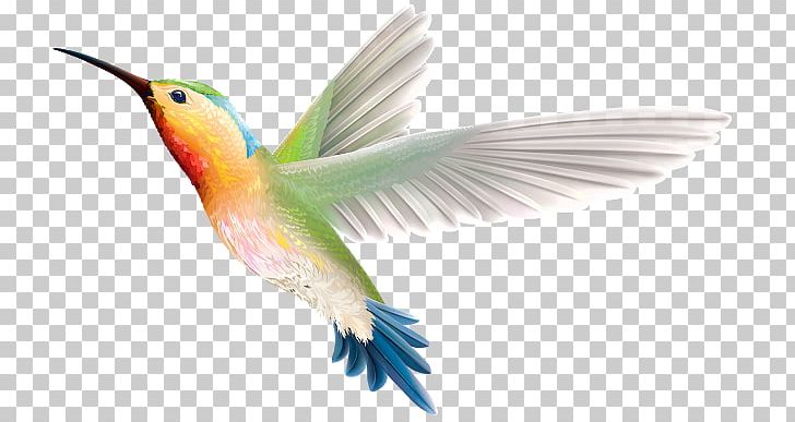 Hummingbird PNG, Clipart, Animals, Beak, Bird, Bird Clipart, Bird Flight Free PNG Download
