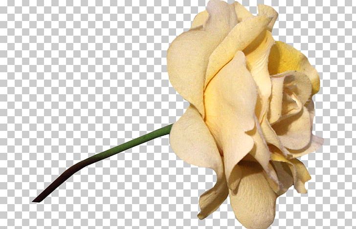 Garden Roses Paper Flower PNG, Clipart, Artificial Flower, Cut Flowers, Download, Flower, Flower Bouquet Free PNG Download