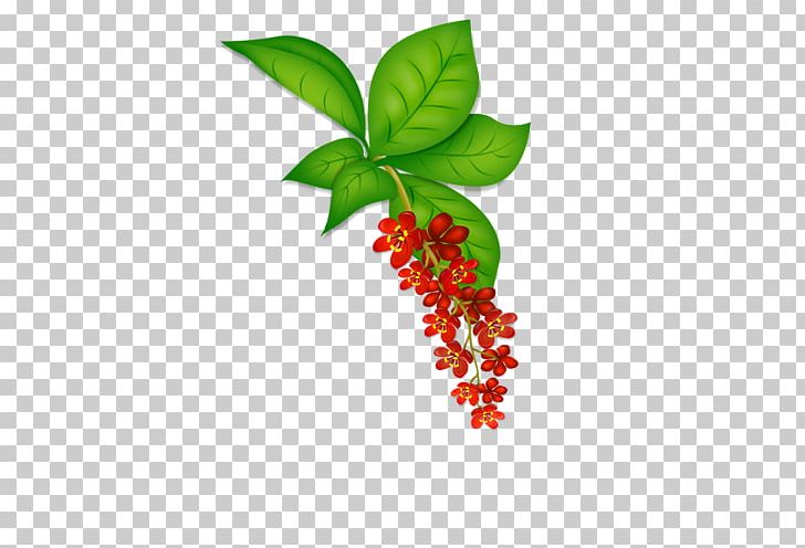 Leaf Plant Stem Tree Flowering Plant PNG, Clipart, Aquifoliaceae, Flowering Plant, Fruit, Leaf, Plant Free PNG Download