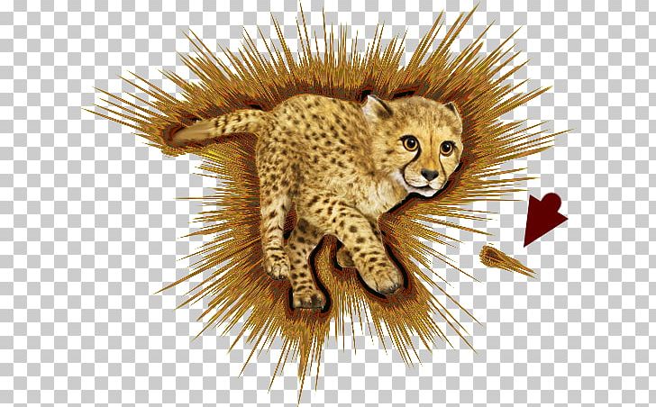 Cheetah Whiskers Cat Terrestrial Animal Fauna PNG, Clipart, Animal, Big Cat, Big Cats, Carnivoran, Cat Free PNG Download