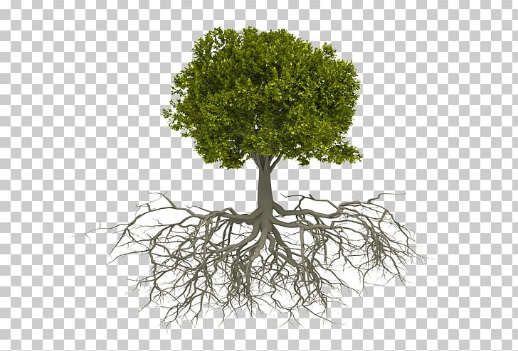 Root Tree Koelreuteria Paniculata Stock Photography Pruning PNG ...