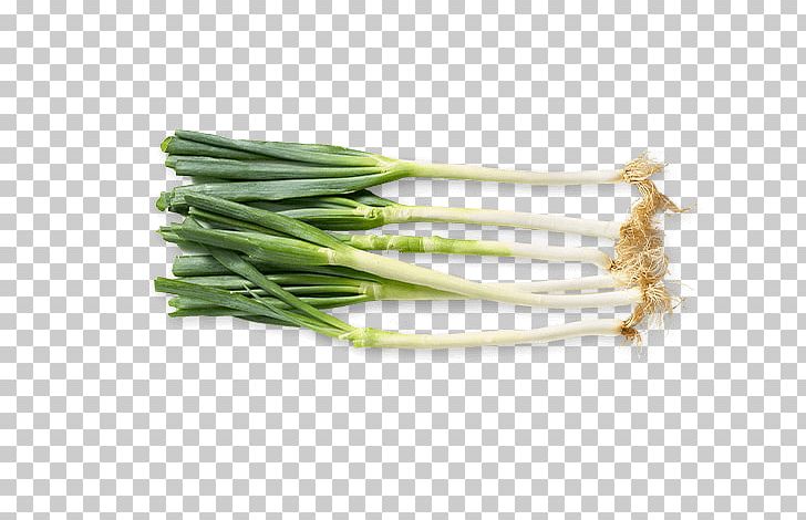 Allium Fistulosum Vegetarian Cuisine Welsh Cuisine Leek Scallion PNG, Clipart, Allium, Allium Fistulosum, Food, Green Bean, Ingredient Free PNG Download