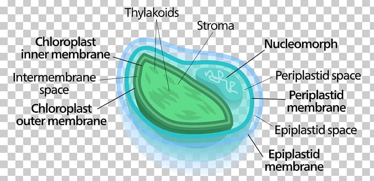 Chloroplast Nucleomorph Chlorarachniophyte Symbiogenesis Cryptomonad PNG, Clipart, Algae, Angle, Area, Biological Membrane, Bluegreen Bacteria Free PNG Download