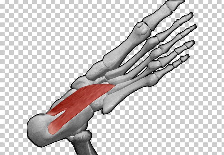 Flexor Hallucis Brevis Muscle Flexor Digitorum Brevis Muscle Flexor Digitorum Longus Muscle Quadratus Plantae Muscle PNG, Clipart, Arm, Bone, Digit, Elbow, Finger Free PNG Download