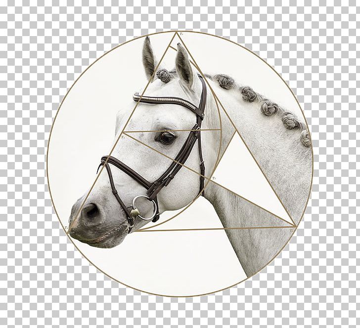 Horse Dafen Village Painting Porcelain PNG, Clipart, Animals, Assembly, Black, Canvas, Christmas Decoration Free PNG Download