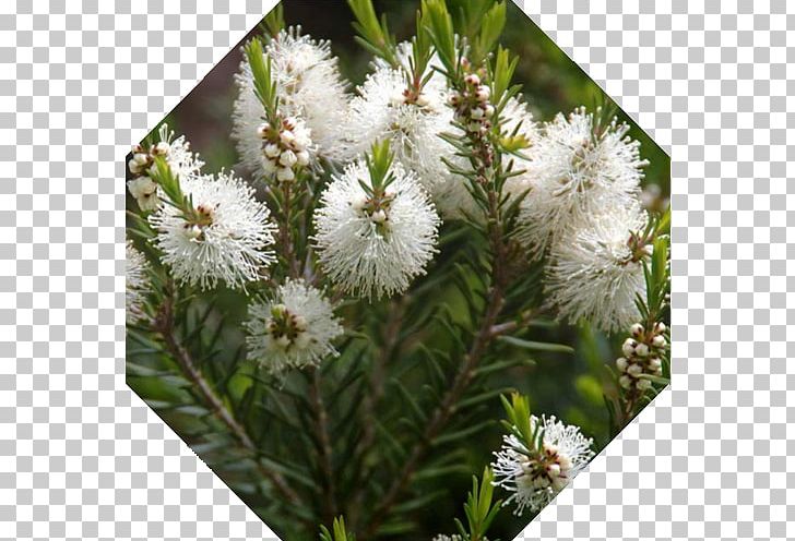 Narrow-leaved Paperbark Melaleuca Quinquenervia Tea Tree Oil Essential Oil PNG, Clipart, Aromatherapy, Cay, Essential Oil, Evergreen, Flower Free PNG Download