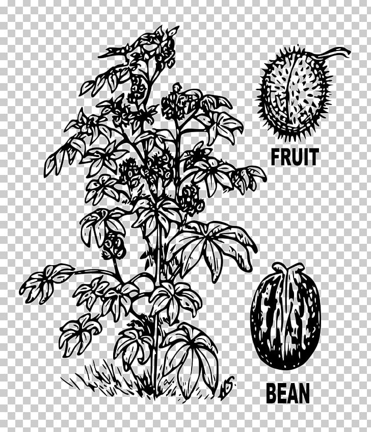 Ricinus Drawing Castor Oil PNG, Clipart, Black And White, Black Beans, Botany, Branch, Castor Oil Free PNG Download