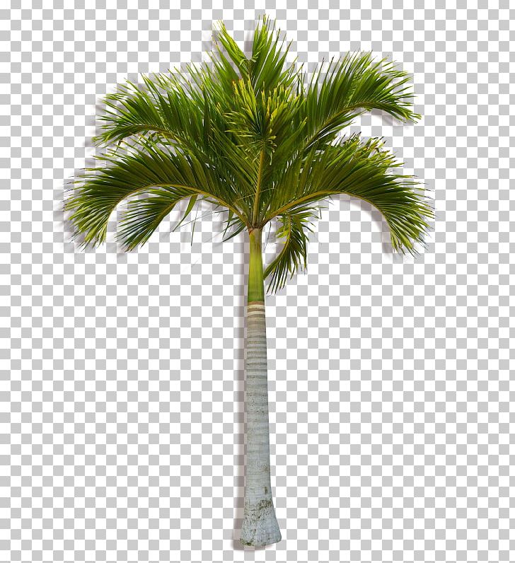 Asian Palmyra Palm Coconut Arecaceae Tree Plant PNG, Clipart, Arecaceae, Arecales, Areca Palm, Asian Palmyra Palm, Attalea Speciosa Free PNG Download