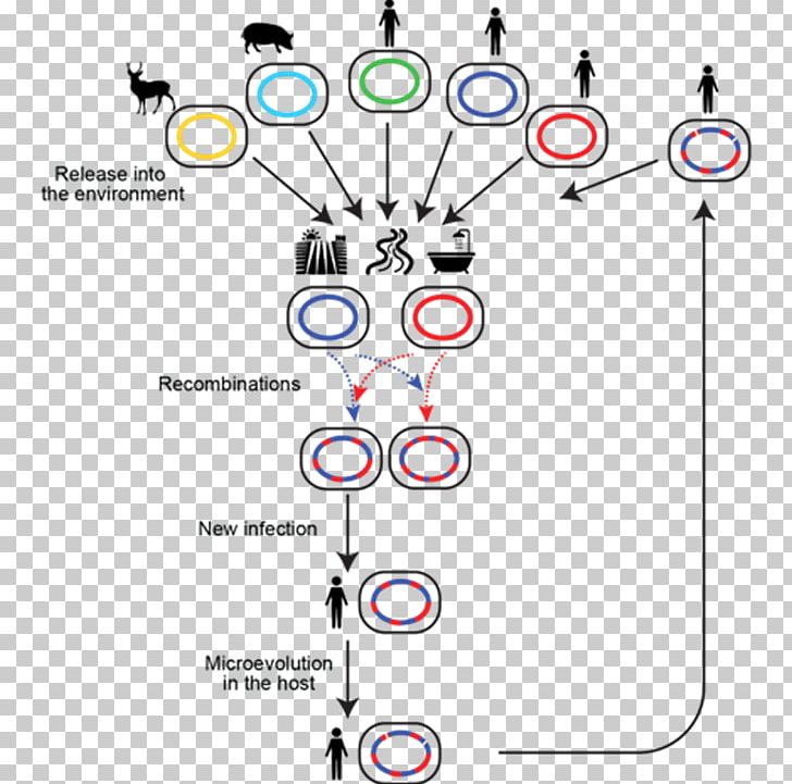 Genetic Recombination Population Genetics Mycobacterium Avium Homologous Recombination PNG, Clipart, Adaptation, Angle, Area, Bacteria, Circle Free PNG Download