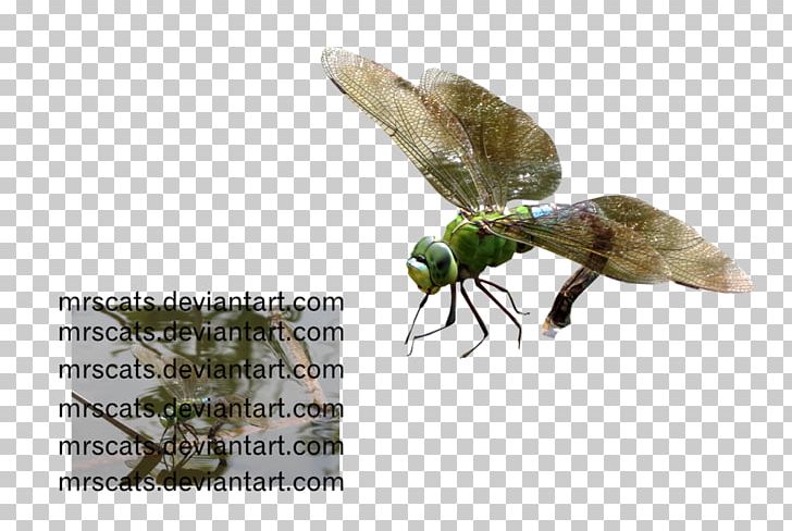 Insect Invertebrate Pest Pollinator Fauna PNG, Clipart, Animals, Arthropod, Fauna, Insect, Invertebrate Free PNG Download