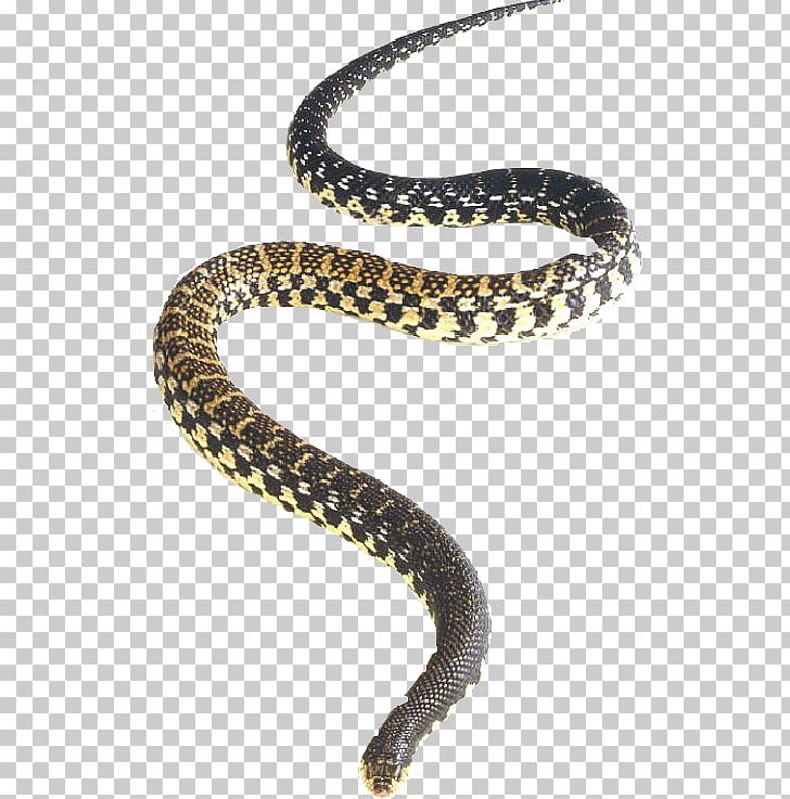 Northern Redbelly Snake Rattlesnake Eastern Hognose Snake PNG, Clipart, Animals, Anomalepididae, Barbados Threadsnake, Chain, Eastern Hognose Snake Free PNG Download
